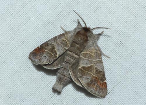 Réf. 229 031 : Clostera pigra